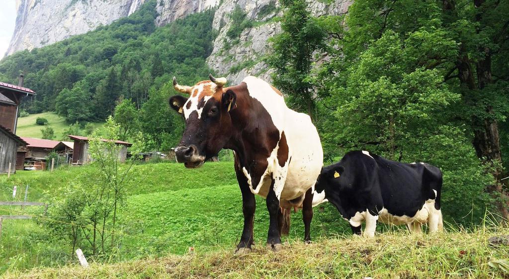 Camping Jungfrau Lauterbrunnen Eksteriør bilde