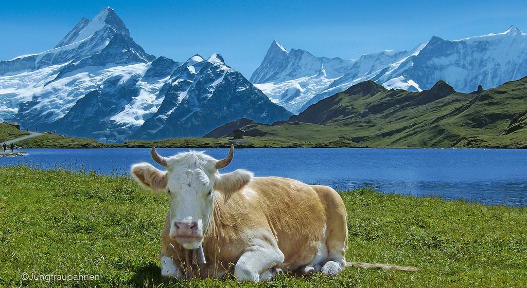 Camping Jungfrau Lauterbrunnen Eksteriør bilde